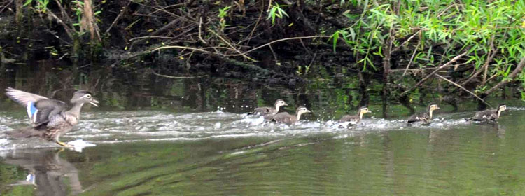 Wood Duck with Ducklings